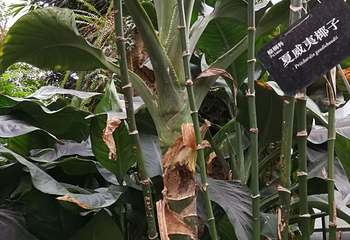 武汉植物园第 55 张图片
