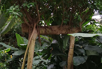 武汉植物园第 54 张图片