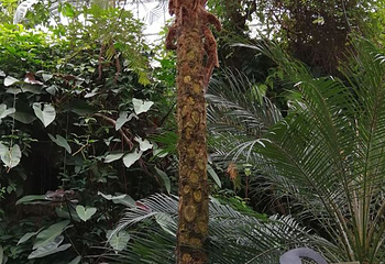 武汉植物园第 53 张图片