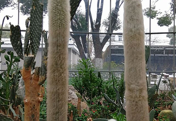 武汉植物园第 51 张图片