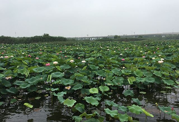 荷塘月色湿地公园第 60 张图片