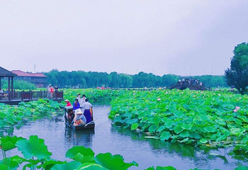 荷塘月色湿地公园第 62 张图片