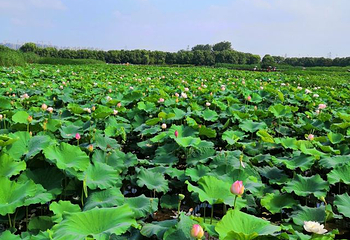 荷塘月色湿地公园第 59 张图片