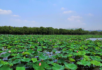 荷塘月色湿地公园第 58 张图片