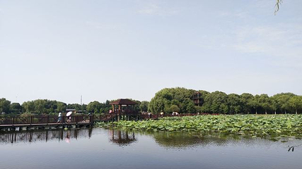 荷塘月色湿地公园第 61 张图片
