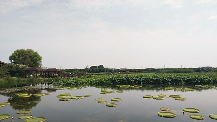 荷塘月色湿地公园第 57 张图片