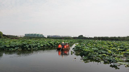 荷塘月色湿地公园第 55 张图片