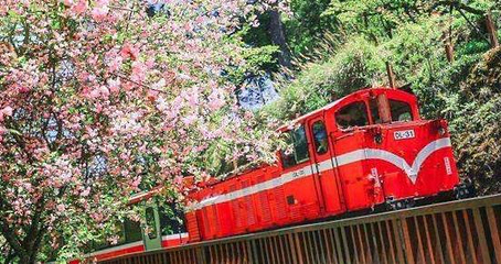 阿里山国家风景区第 78 张图片