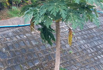 打洛镇第 12 张图片