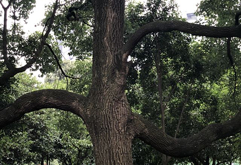 塔子山公园第 54 张图片