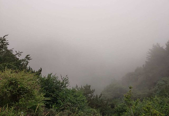王莽岭风景区第 80 张图片