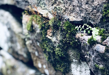 丹山赤水第 41 张图片