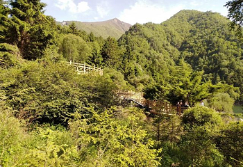 孟达林区自然保护区第 6 张图片
