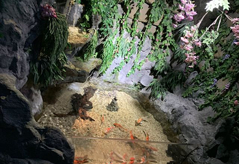 上海长风海洋世界第 81 张图片