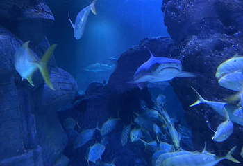 上海长风海洋世界第 87 张图片
