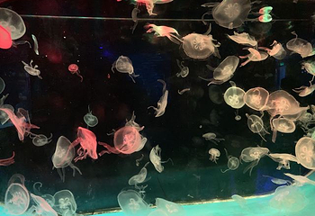 上海长风海洋世界第 86 张图片