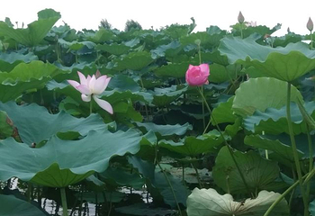 江门古劳水乡旅游区第 82 张图片