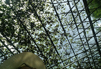 江门古劳水乡旅游区第 79 张图片
