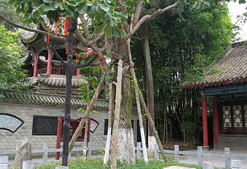 勉县武侯祠博物馆第 40 张图片