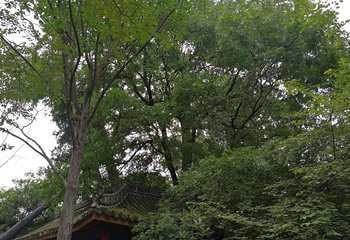 勉县武侯祠博物馆第 36 张图片
