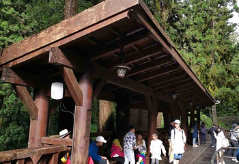 阿里山国家风景区第 67 张图片