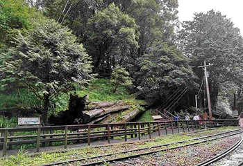 阿里山国家风景区第 66 张图片