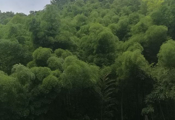 鸡公山景区第 77 张图片