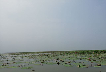 焦岗湖国家湿地公园第 39 张图片