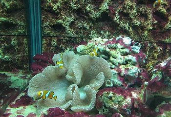 新澳海底世界第 71 张图片
