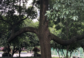 塔子山公园第 46 张图片