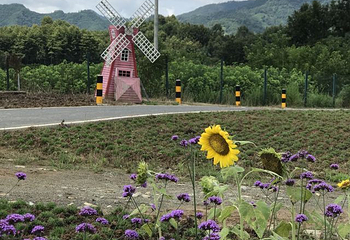 千岛湖石林景区第 70 张图片