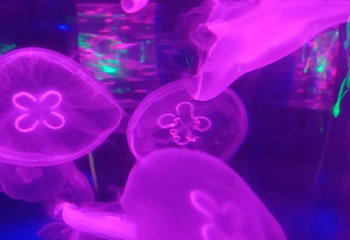 南昌海洋公园第 38 张图片