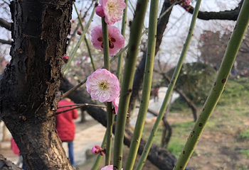 梅园第 77 张图片