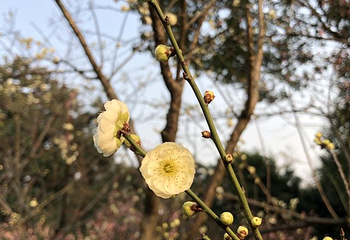 梅园第 73 张图片