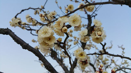 梅园第 71 张图片