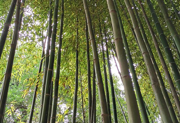 嘉应观第 30 张图片