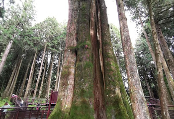 阿里山国家风景区第 65 张图片