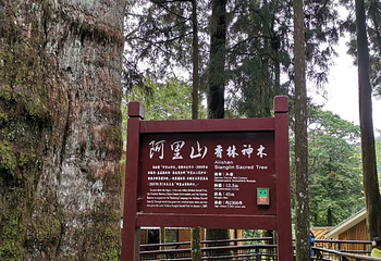 阿里山国家风景区第 64 张图片