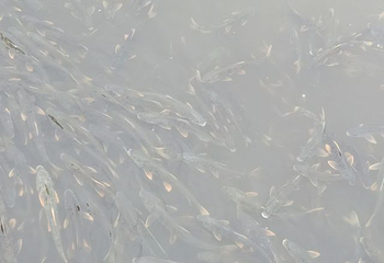 青海湖仙女湾第 22 张图片