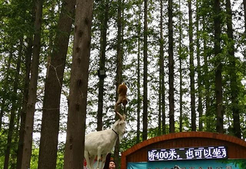 日照海滨国家森林公园第 54 张图片
