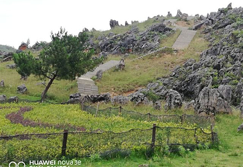 重庆千野草场景区第 36 张图片
