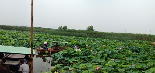荷塘月色湿地公园第 51 张图片