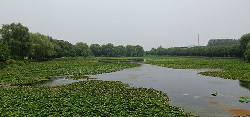 荷塘月色湿地公园第 49 张图片
