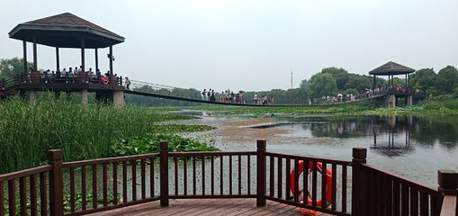 荷塘月色湿地公园第 47 张图片