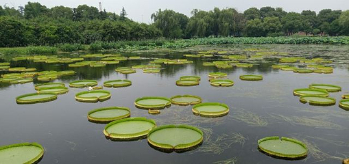 荷塘月色湿地公园第 39 张图片