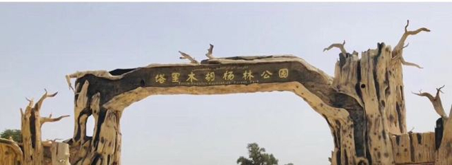 塔里木胡杨林公园第 65 张图片