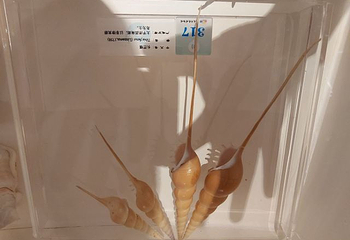 大连贝壳博物馆第 23 张图片