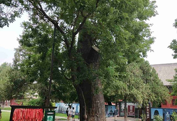 隆兴寺第 108 张图片