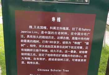 隆兴寺第 107 张图片