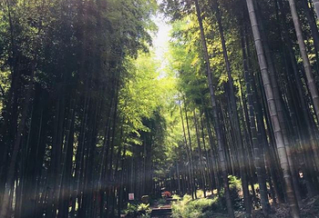 中国大竹海景区第 65 张图片